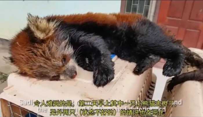 警方曾解救63只小熊猫，送动物园寄养半年后，为何只活下来40只？