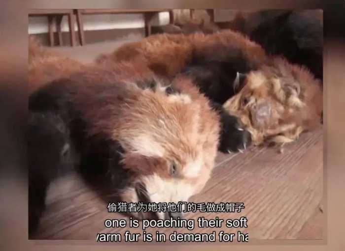 警方曾解救63只小熊猫，送动物园寄养半年后，为何只活下来40只？