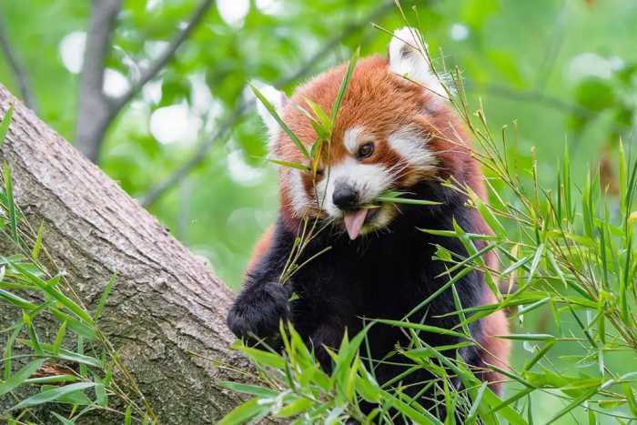 四川发现野生“小熊猫”，同样爱吃竹子，两年身价暴涨7倍遭偷猎