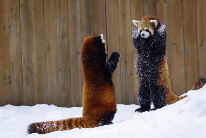 四川发现野生“小熊猫”，同样爱吃竹子，两年身价暴涨7倍遭偷猎
